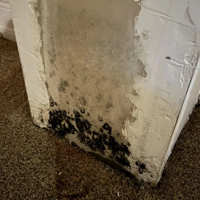 Professional Mold Removal in The Dalles, OR